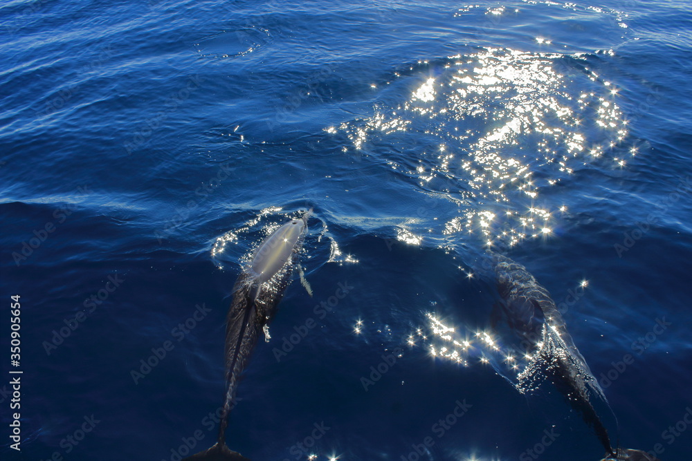 Delfin im Pazifik