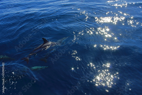 Wild lebende Delfine © Annika