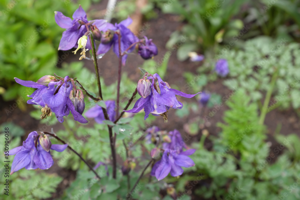Aquilegia vulgaris (Ranunculaceae), outdoor plants 2020 Aquilegia vulgaris (Ranunculaceae), outdoor plants 2020