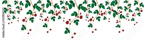decorative natural rim, wild hanging raspberry branches vector illustration isolated on white background