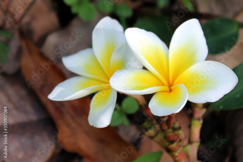 frangipani plumeria flowers