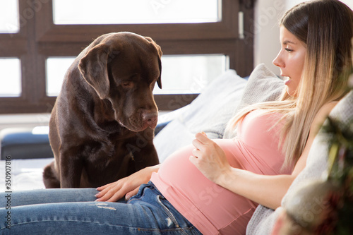 Happy young pregnant girl playing with her brown labrador retriever dog on the couch at home.
