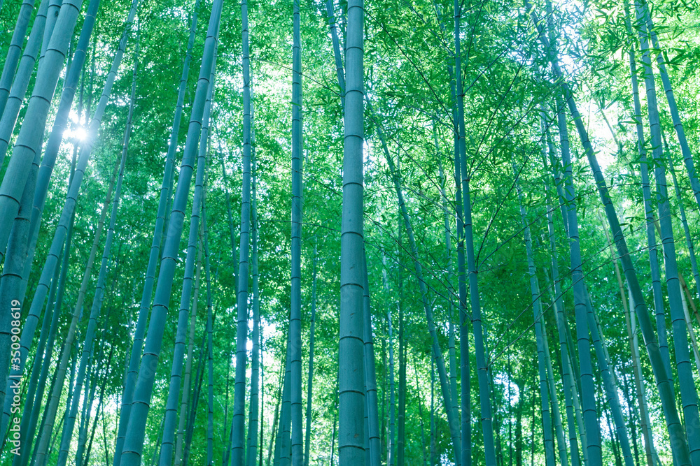 Fototapeta premium 竹林