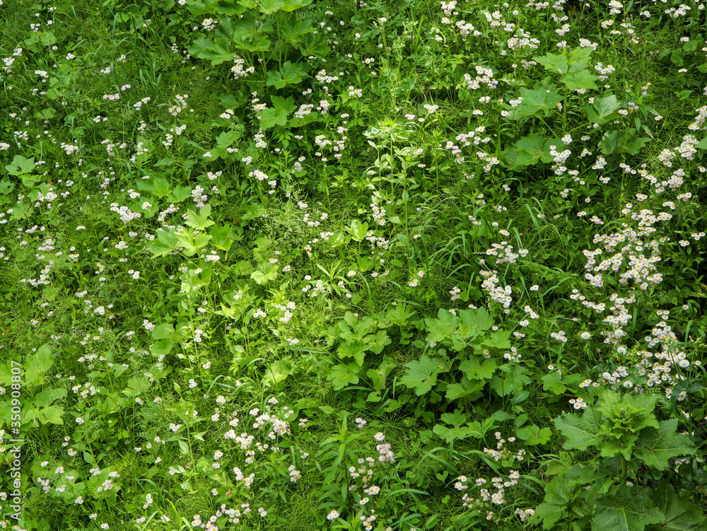 シロツメクサの群生