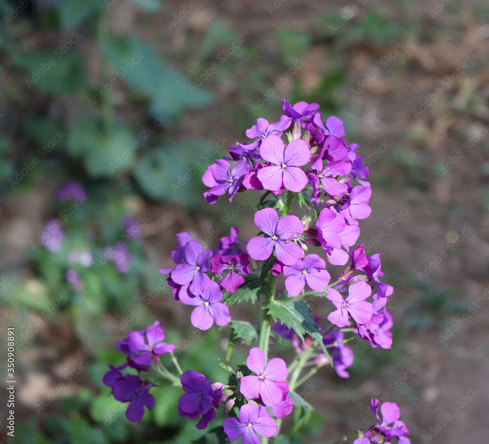 Pink flowers of Hesperis matronalis plant ,common names dame's rocket, dame's-wort, dame's gilliflower, night-scented gilliflower, summer lilac. Dame's rocket in the spring, sunny garden. Pink flowers of Hesperis matronalis plant ,common names dame's rocket, dame's-wort, dame's gilliflower, night-scented gilliflower, summer lilac. Dame's rocket in the spring, sunny garden.