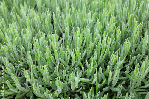 Lavandula intermedia (Grosso), outdoor plants 2020
