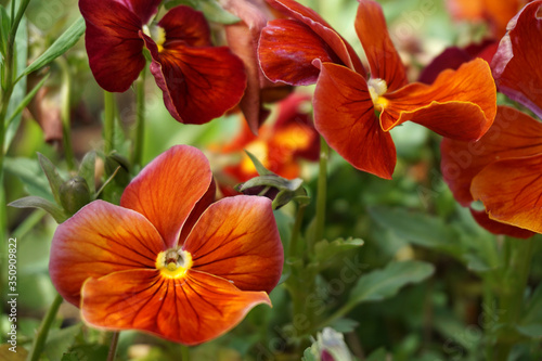 Red  flowers on grass  background