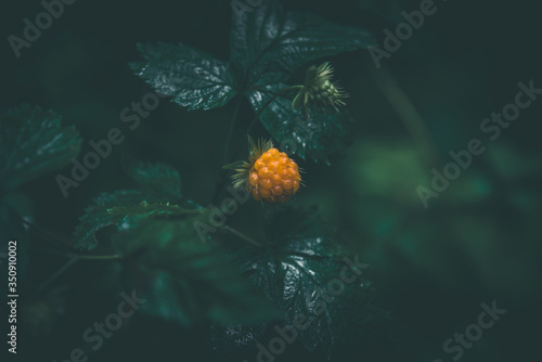 Salmon berry growing in lush moist dark forest of the Pacific Northwest photo