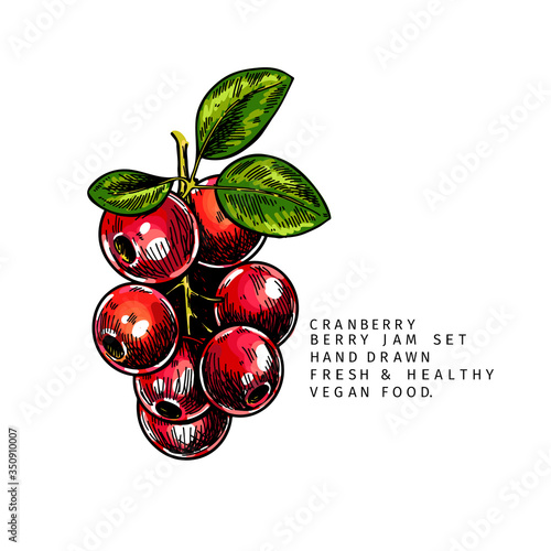 Hand drawn cranberry branch, leaf and berry. Engraved colored vector illustration. Cowberry, blueberry plant. Summer harvest, jam or mamalade vegan ingredient. Menu, package, cosmetic and food design.