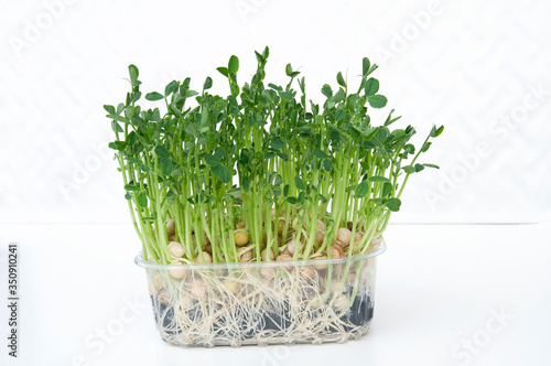 green sprouts of pea micro-greens, seeds have taken root in boxing. Fresh stems and leaves in dewdrops, Lettuce stands on a white isolated background photo