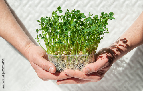 hold with two hands a box with microgreens. Sprouted sprouts of peas with roots. The stem and leaves form a shadow from the sun photo