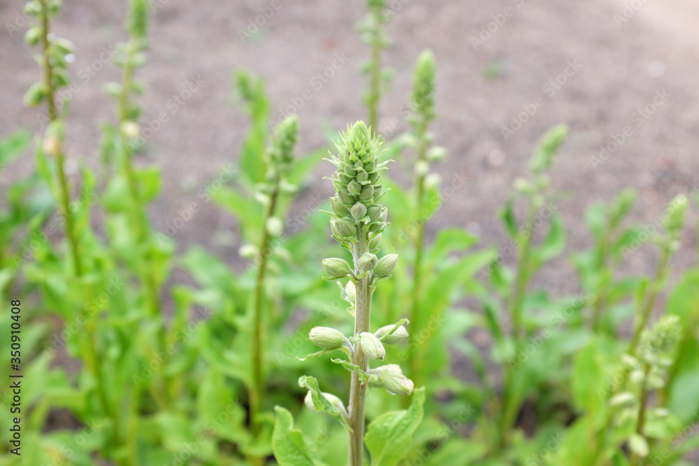 Digitalis purpurea (Apricot), outdoor plants 2020 Digitalis purpurea (Apricot), outdoor plants 2020