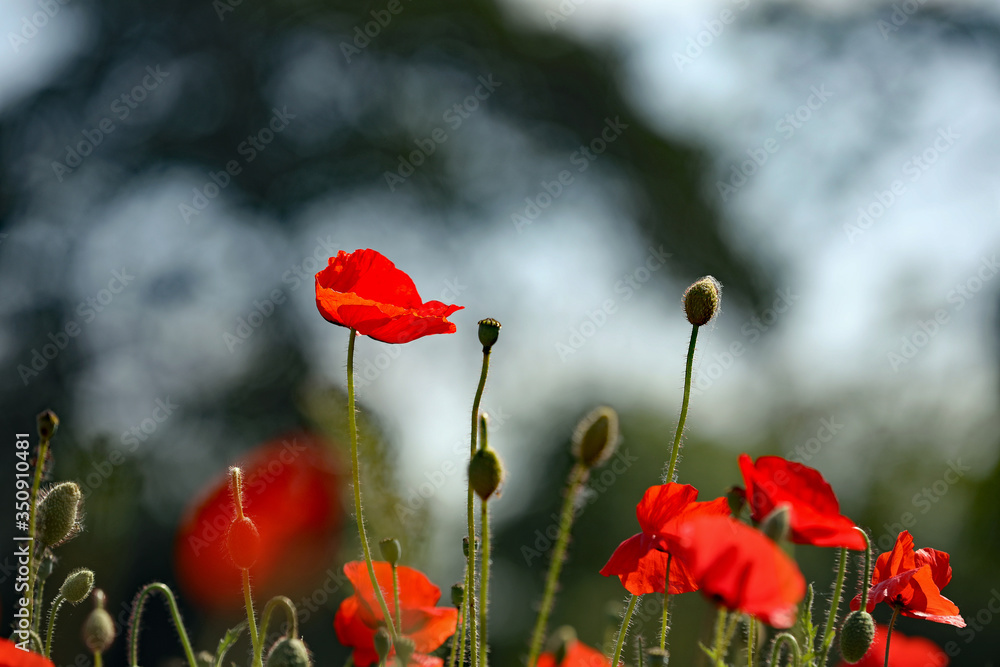 Naklejka premium Roter Mohn vor dunklem Hintergrund
