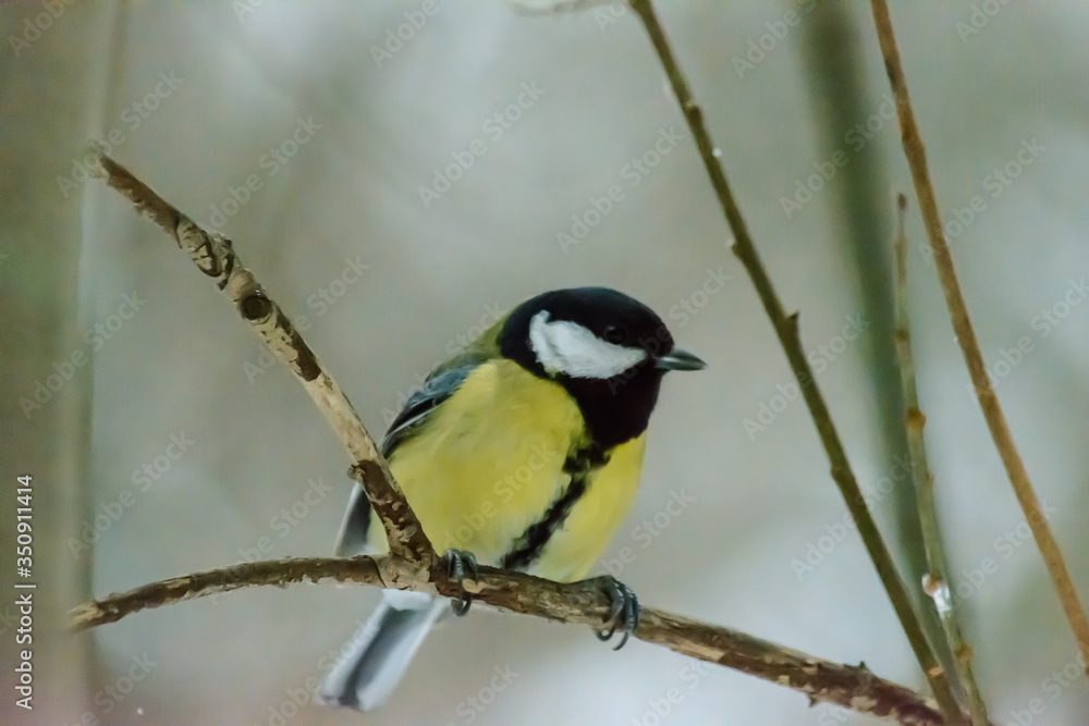 Forest birds live near the feeders in winter Forest birds live near the feeders in winter