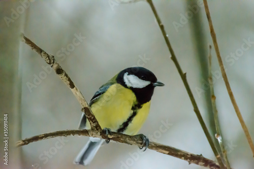 Forest birds live near the feeders in winter