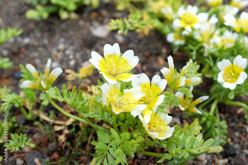 Limnanthes douglasii (Limnanthaceae), outdoor plants 2020 photo