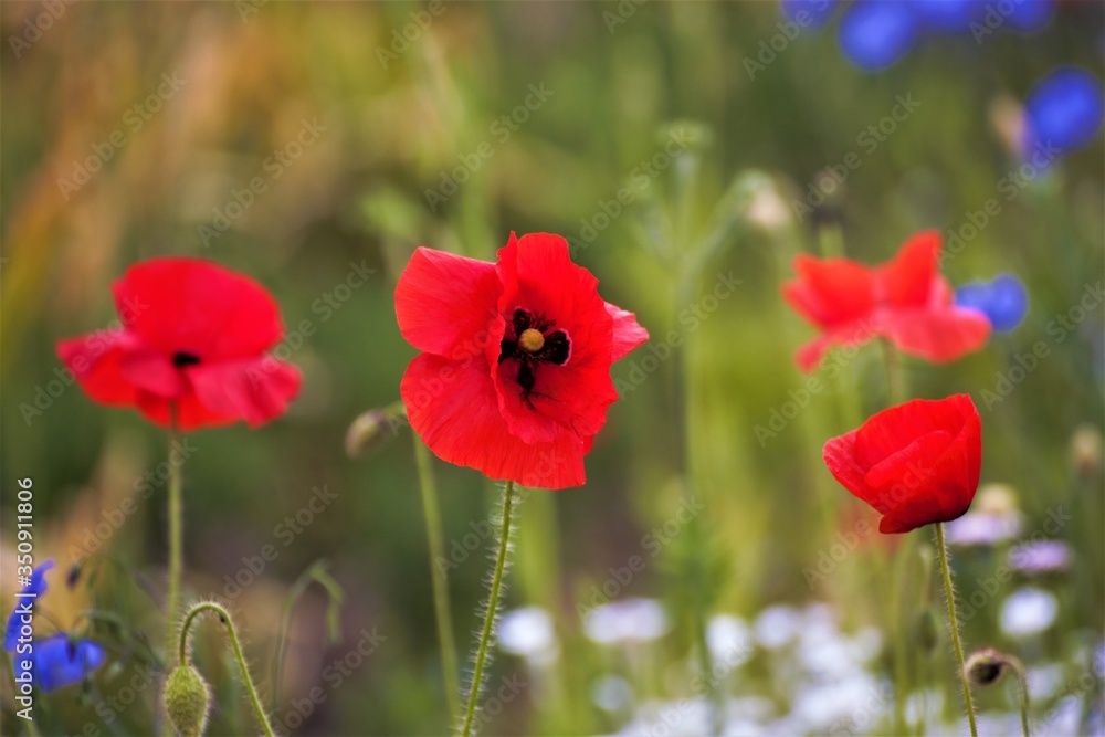 Fototapeta premium red poppy field