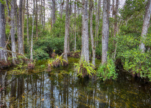 Cypress trees in swamp in Sweetwater Slough on Loop Road in Big Cypress National Preserve in Florida
