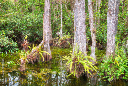 Cypress trees in swamp in Sweetwater Slough on Loop Road in Big Cypress National Preserve in Florida