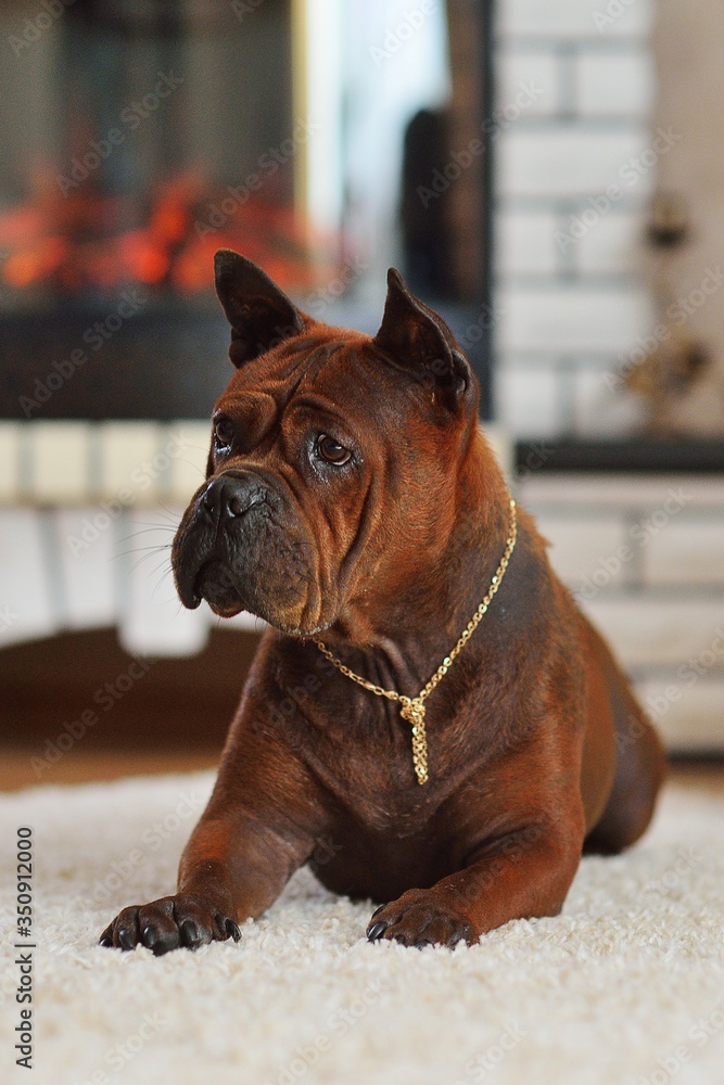 Chongqing bulldog deals