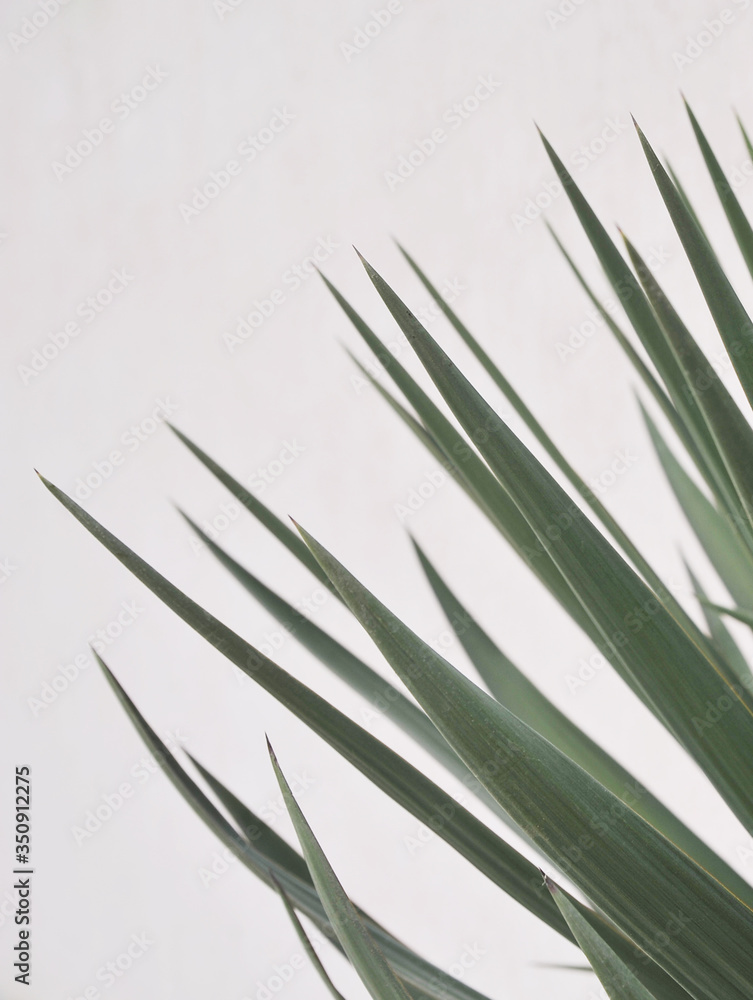 Obraz premium Abstract texture of plant.