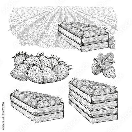 Big set. Strawberry berries in wood box on the field, wood boxes with berry. Vector illustration in sketch style isolated on a white