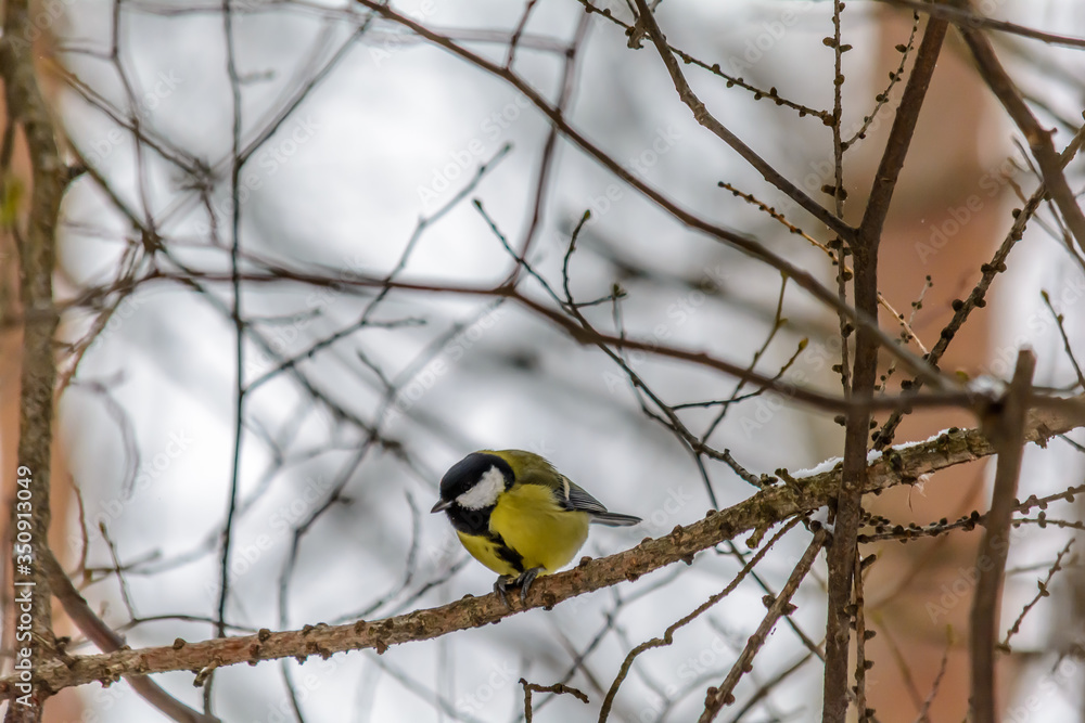 Forest birds live near the feeders in winter Forest birds live near the feeders in winter
