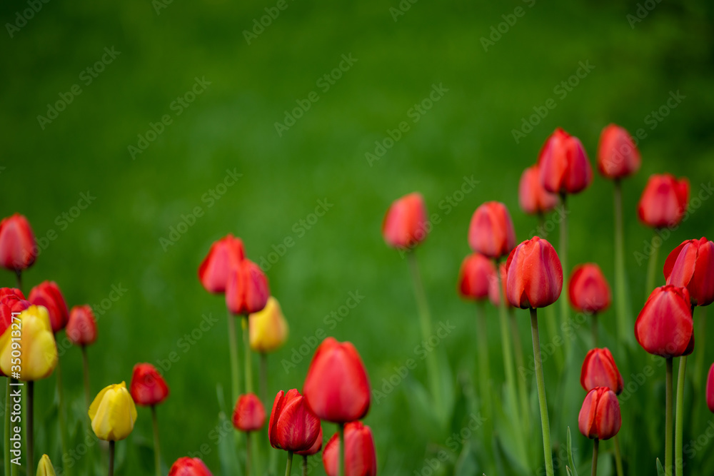 Bright red and yellow flowers on a green natural background Bright red and yellow flowers on a green natural background