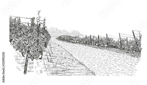 Landscape of vineyard beside stone road with clouds and sun in the sky. illustration in sketch style isolated on white background