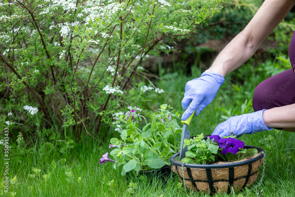 Naklejka premium A young woman is gardening. plant flowers in flower pots