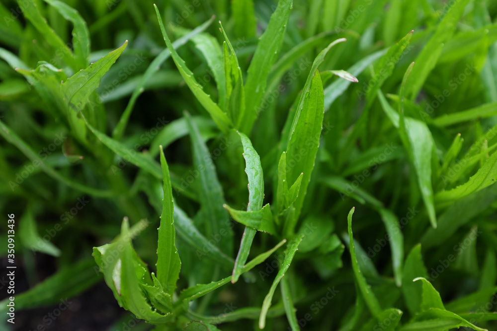Helenium hybr. (Rubinzwerg), outdoor plants 2020 Helenium hybr. (Rubinzwerg), outdoor plants 2020