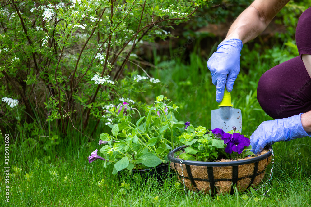 Fototapeta premium A young woman is gardening. plant flowers in flower pots