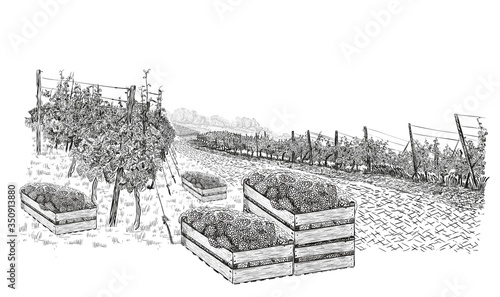 Landscape of vineyard with grapes in wood boxes around and plantations. Vector illustration in sketch style isolated on white background