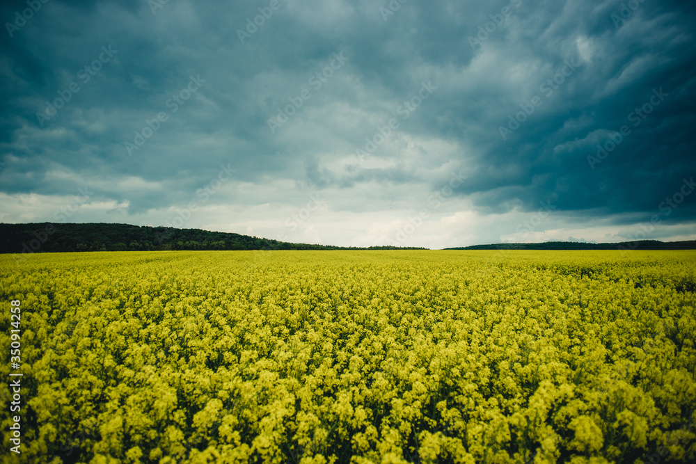 sky with dark clouds over a yellow field