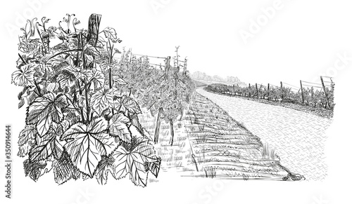 Landscape with of vineyard. Closeup bush of grape, beside stone road. illustration in sketch style isolated on white background
