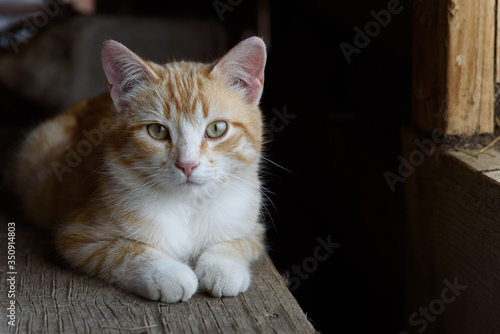 portrait of a resting cat