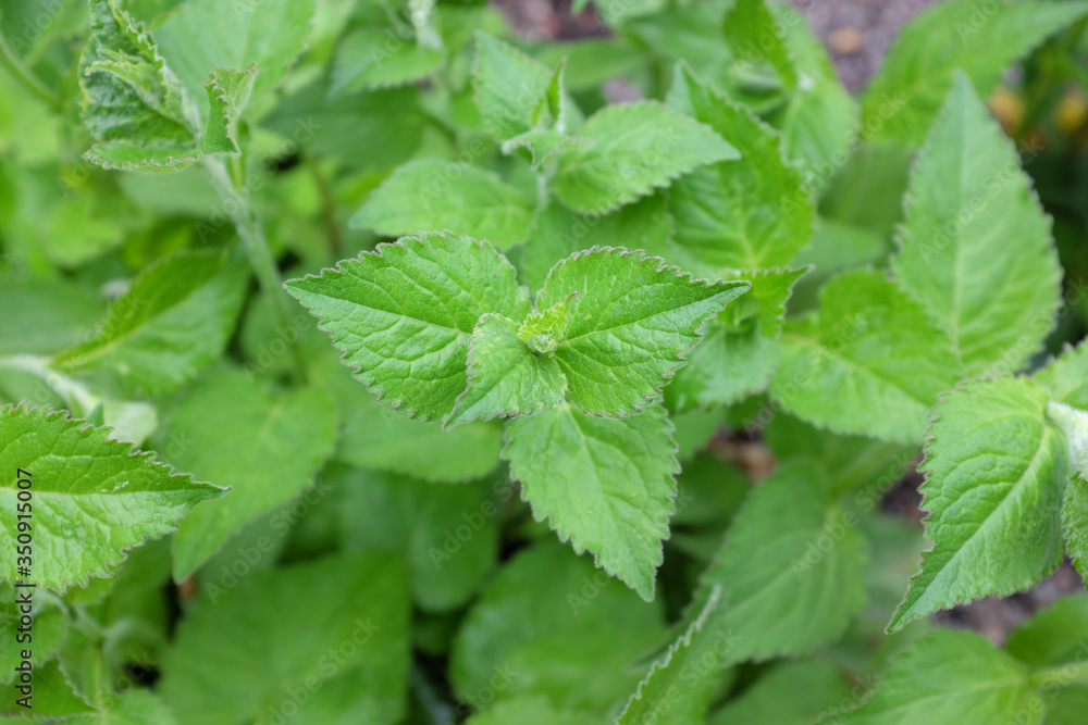 Campanula hybr. (Sarastro), outdoor plants 2020 Campanula hybr. (Sarastro), outdoor plants 2020