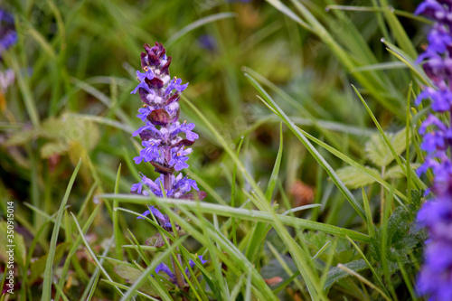 Bugleweed 04 photo