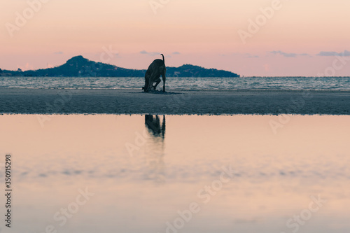 Dog playing on the beach at colorful sunset in summer