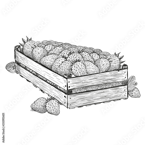 Strawberry berries in wood box. Vector illustration in sketch style isolated on a white