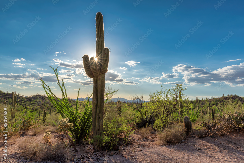 Saguaros at Sunset in Sonoran Desert near Phoenix, Arizona Saguaros at Sunset in Sonoran Desert near Phoenix, Arizona