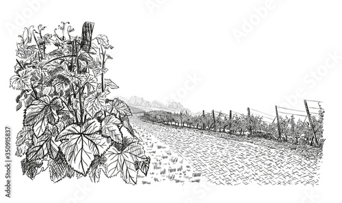 Vineyard landscape with closeup bush of grape on first plan and stone road in the center. Vector illustration in sketch style isolated on white background