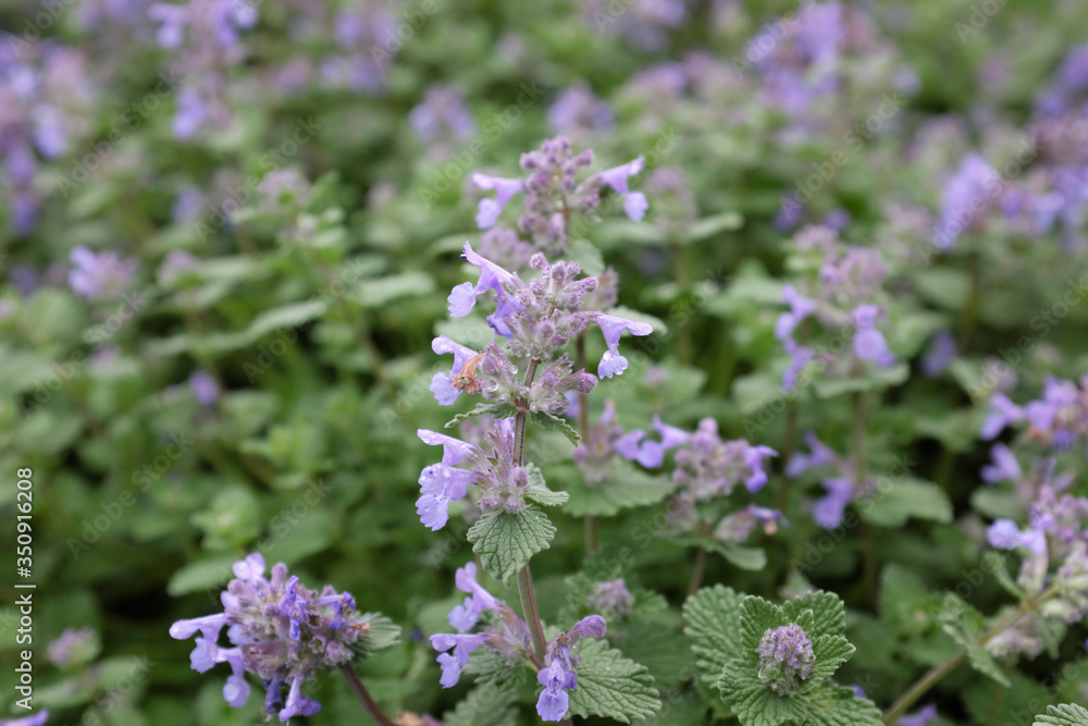 Nepeta racemosa (Little Titch), outdoor plants 2020