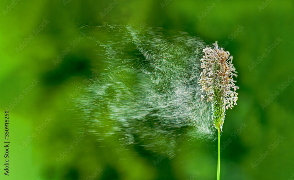 Windbestäuber, Gräser Pollen abfliegend, Graspollen fliegend