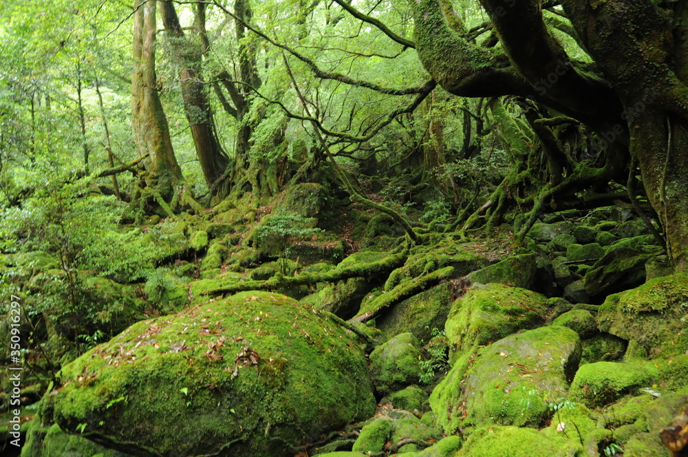 beautiful forest of Yakushima island in Japan beautiful forest of Yakushima island in Japan