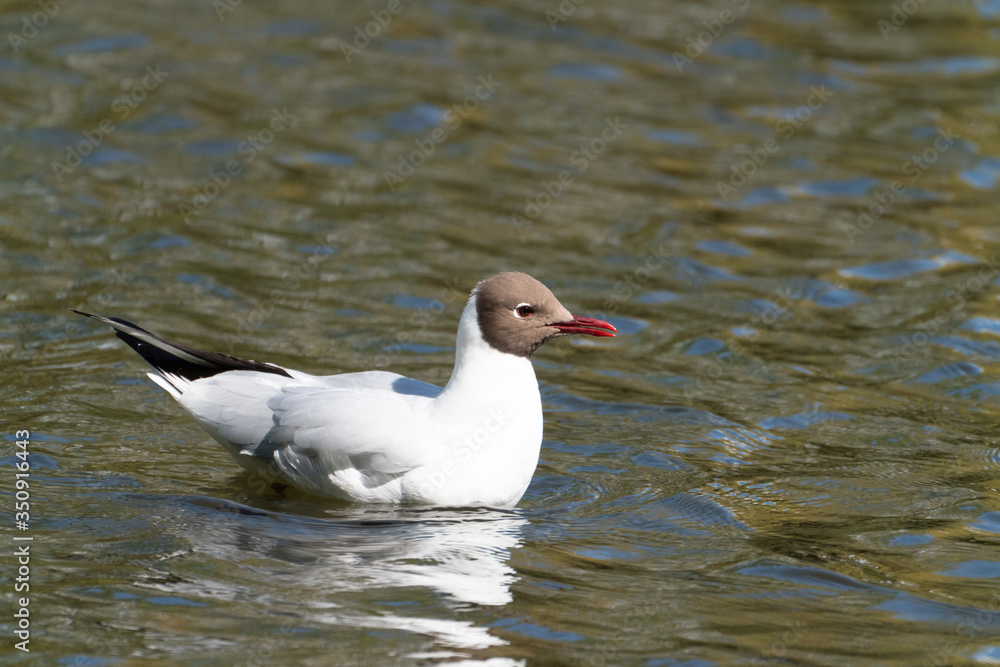 Black-headed gull. Black-headed gull.