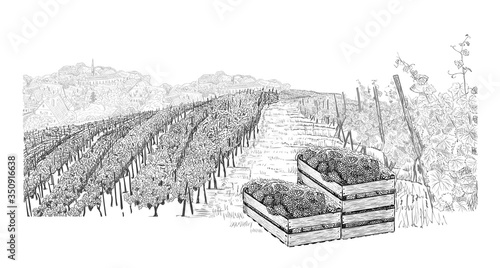 Vineyard with wood boxes with grapes and town on horizon. Landscape hand drawn in sketch style. Vector illustration isolated on white