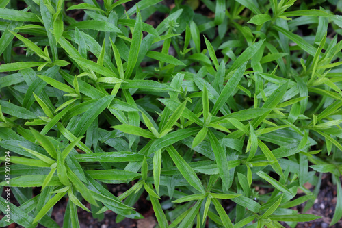 Solidago hybr. (Nana Laurin), outdoor plants 2020