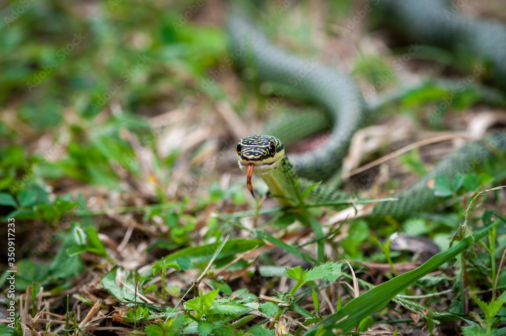 Green palm snake creeping on green grass Green palm snake creeping on green grass