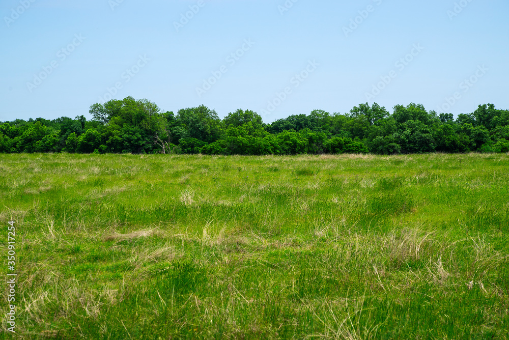 grass pasture and trees
